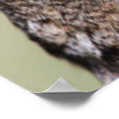 ケンダル郡、テキサス州。角素晴らしフクロウ ポスター (角)