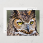 ケンダル郡、テキサス州。角素晴らしフクロウ ポストカード (正面/裏面)