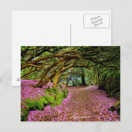 ケンマレ ポストカード (正面/裏面)