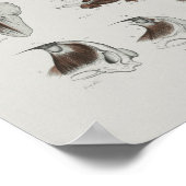 ケーイングパイロット鯨体解剖学プリント海洋生物学 ポスター (角)