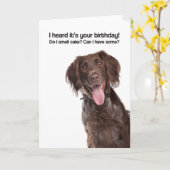 ケーキの匂いは?食べてもいい?(GWP) -誕生日 カード (黄色い花)