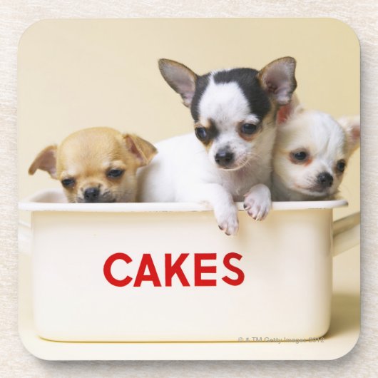 ケーキの錫の3匹のチワワの子犬 コースター (正面)