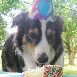 「ケーキを持っ食べてもだ!」 枚 シーズンカード