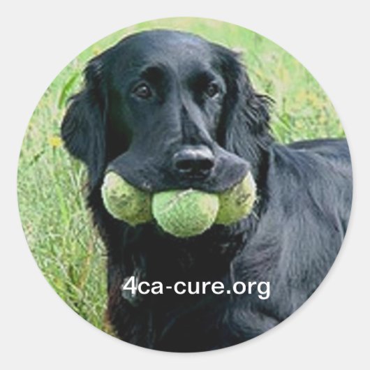 ケーシーのシール ラウンドシール (正面)