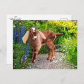 「ケーシー」はがき ポストカード (正面/裏面)