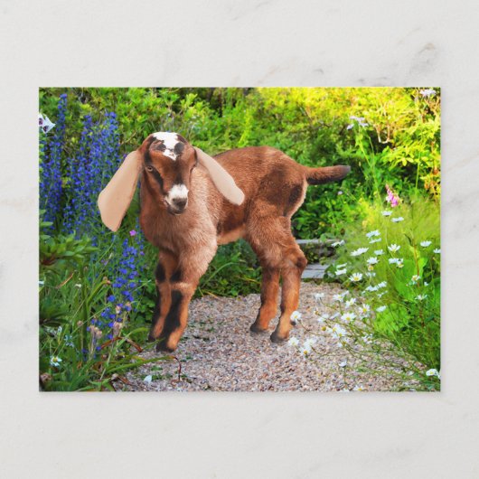 「ケーシー」はがき ポストカード (正面)