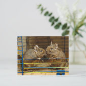 ケージのドアでデガスのペア ポストカード (スタンド正面)