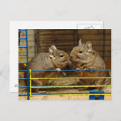 ケージのドアでデガスのペア ポストカード (正面/裏面)