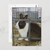 ケージドバニー ポストカード (正面/裏面)