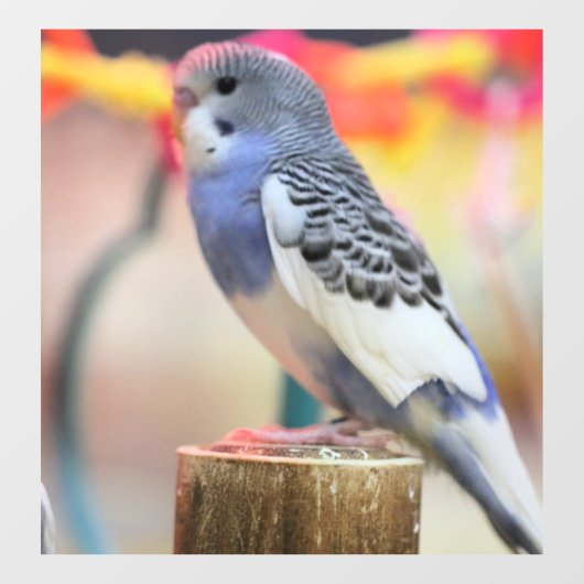 ケート ウィンドウサイン (シート)