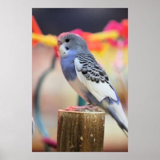 ケート ポスター (正面)