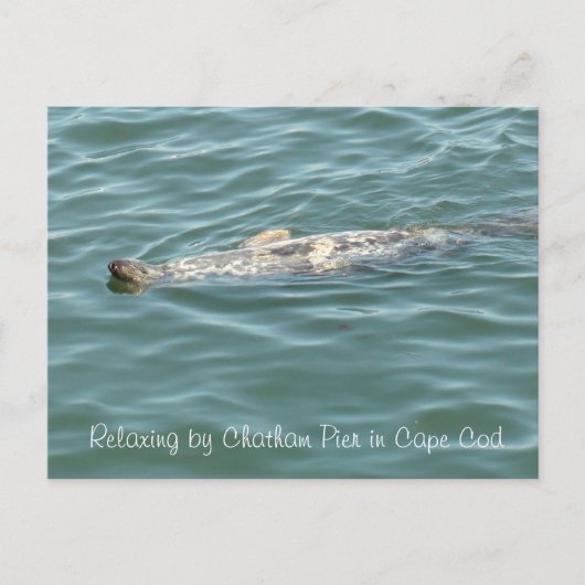 ケープコッドのチャタム埠頭に浮かぶシール ポストカード (正面)