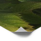 ケープコッドアジサイ ポスター (角)