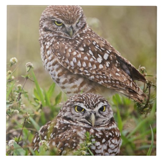 ケープコーラルのミズアカオウミワシモドキ(Athene cunicularia) タイル (正面)