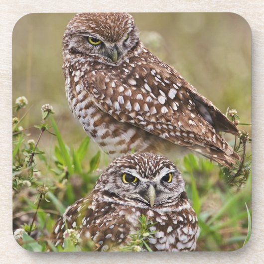 ケープコーラル、ミズアカコミドリフクロウ(Athene cunicularia) コースター (正面)