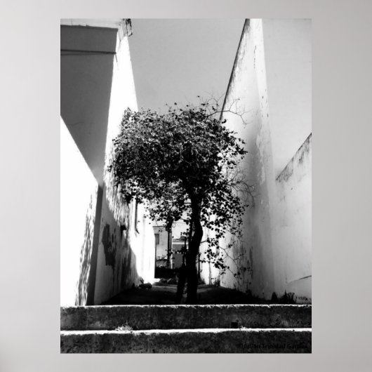 「ケープタウンの木」 JTGアートポスター ポスター (正面)