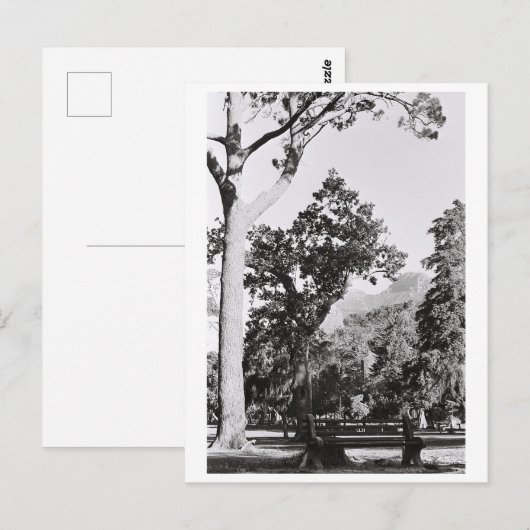 ケープタウンパーク自然マウンテンサウスアフリカZA ポストカード (正面/裏面)