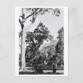 ケープタウンパーク自然マウンテンサウスアフリカZA ポストカード (正面)