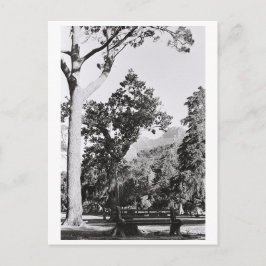 ケープタウンパーク自然マウンテンサウスアフリカZA ポストカード