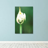 ケープタウン、アガパンツス・プラエコックス、アフリカンリリー キャンバスプリント (インサイチュ (ウッドフロア))