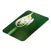 ケープタウン、アガパンツス・プラエコックス、アフリカンリリー マグネット (左側)