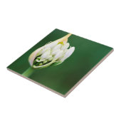 ケープタウン,アフリカンリリー,アガパンサスプラエコクス タイル (側面)