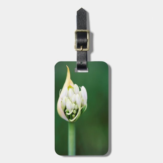 ケープタウン，アフリカンリリー，アガパンサスプラエコクス ラゲッジタグ (正面縦)