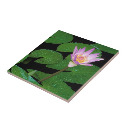 ケープブルーウォーターリリー(ニンファエア·カペンシス) タイル (側面)