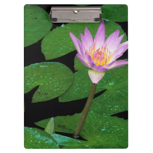 ケープブルーウォーターリリー (Nymphaea Capensis) クリップボード (正面)
