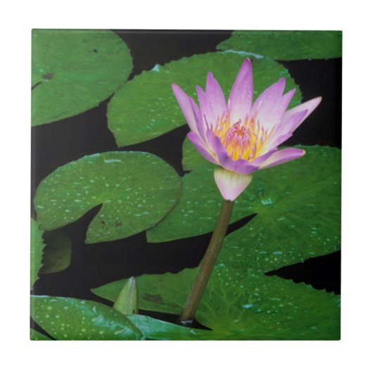 ケープブルーウォーターリリー (Nymphaea Capensis) タイル (正面)