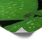 ケープ・ブルー・ウォーター・リリー（ニンフェア・カペンシス） ポスター (角)