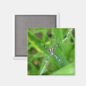 ケーンスパイダー – ビッグアイランドのマグネット マグネット (正面/裏面)