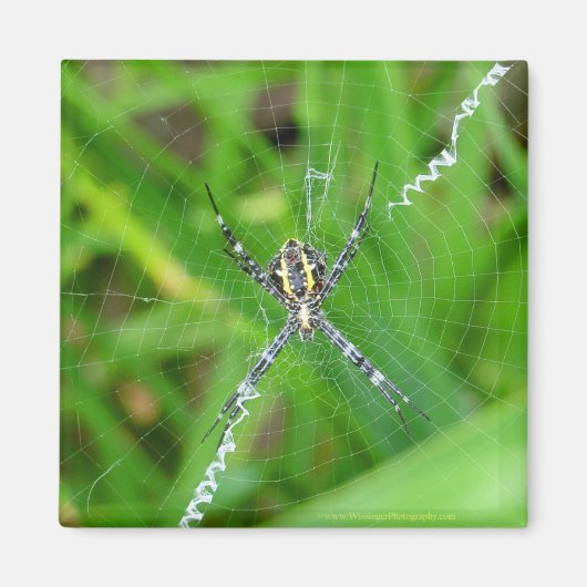 ケーンスパイダー – ビッグアイランドのマグネット マグネット (正面)