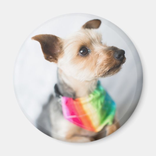 ゲイプライドレインボードッグ | Yorkshire Terrier マグネット (正面)