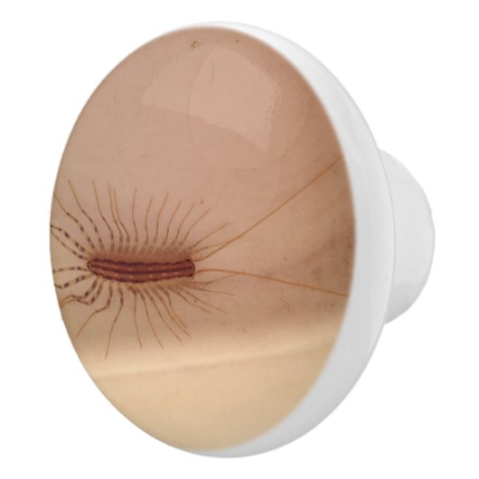 ゲジ セラミックノブ (右)