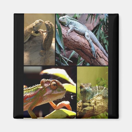 ゲッコトカゲとカメレオン マグネット (正面)