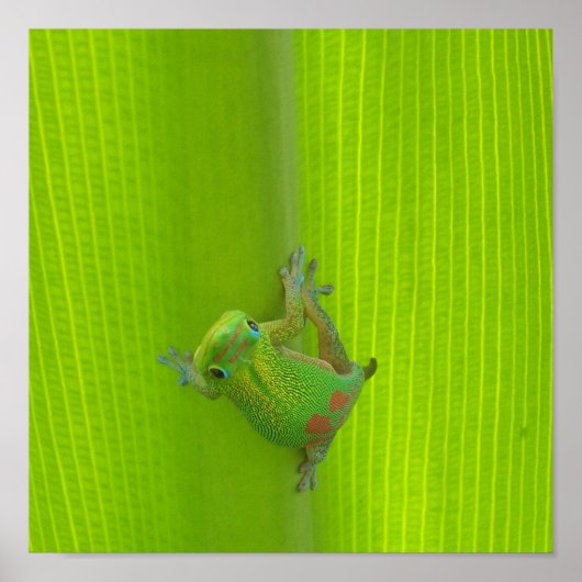 ゲッコプリント ポスター (正面)