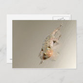 ゲッコ入り浴槽 ポストカード (正面/裏面)