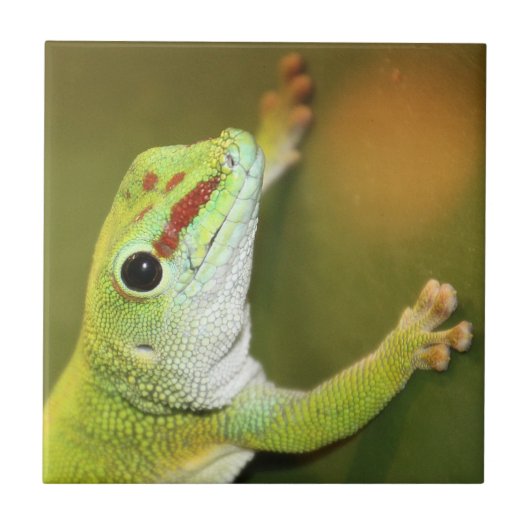 ゲッコ顔 タイル (正面)