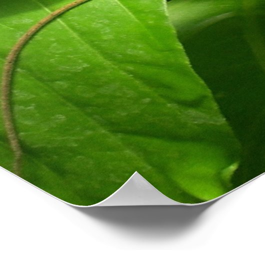 ゲッコ ポスター (角)