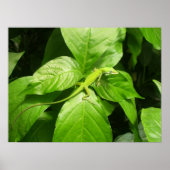 ゲッコ ポスター (正面)