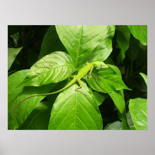 ゲッコ ポスター (正面)