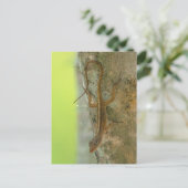 ゲッコ ポストカード (スタンド正面)