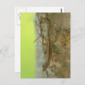 ゲッコ ポストカード (正面/裏面)