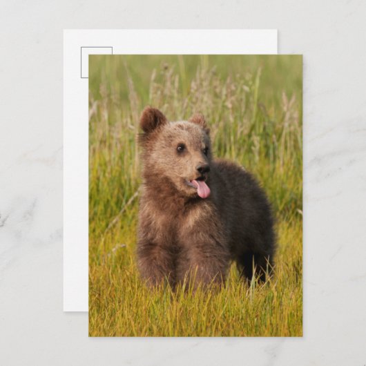 ゲッティイメージ |おもしろいベビー ポストカード (正面/裏面)