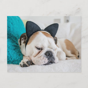 ゲッティイメージ ネコのヘッドバンドと眠い犬 ポストカード