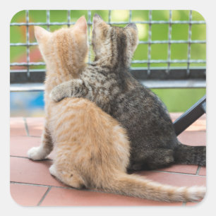ゲッティイメージ バルコニーの子猫たち スクエアシール
