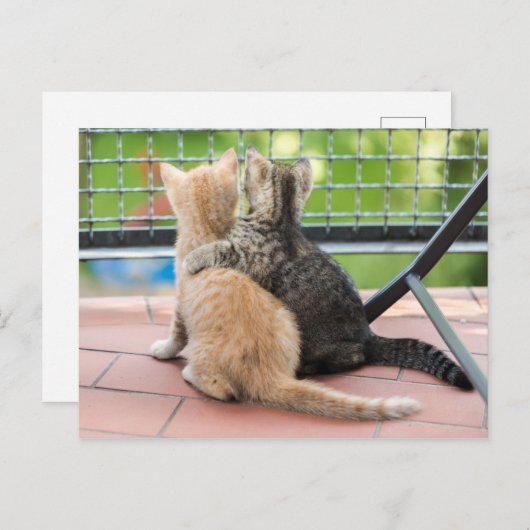 ゲッティイメージ |バルコニーの子猫たち ポストカード (正面/裏面)