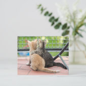 ゲッティイメージ |バルコニーの子猫たち ポストカード (スタンド正面)