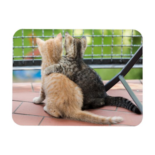 ゲッティイメージ |バルコニーの子猫たち マグネット (横)